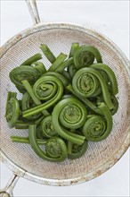 Overhead view of fresh fiddleheads in strainer