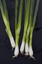 Overhead view of wet green onions