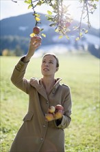 Austria, Salzburger Land, Maria Alm, Mature woman picking apples from tree