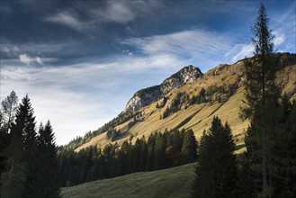 Austria, Salzburger Land, Weissbach, Forest and mountain landscape