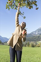 Austria, Salzburger land, Maria Alm, Mature woman picking apples from tree