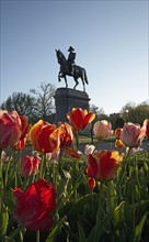 Massachusetts, Boston, Low angle view of Statue of George Washington and tulips in Boston Public Garden