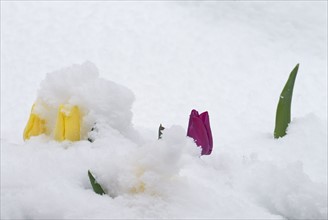 Colorado, Denver, Flowers in snow