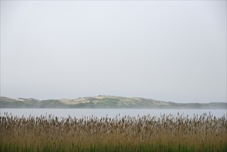 Massachusetts, Cape Cod, Truro, Foggy seascape with reeds