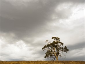 Australia, Tree against overcast sky