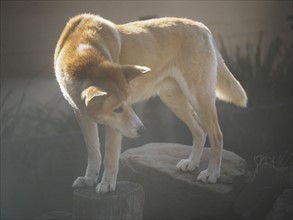 Portrait of dingo (Canis dingo) in sunlight