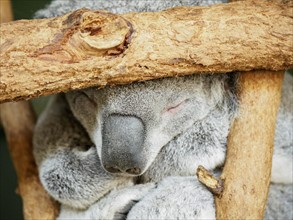 Close-up of koala (Phascolarctos cinereus) sleeping on tree