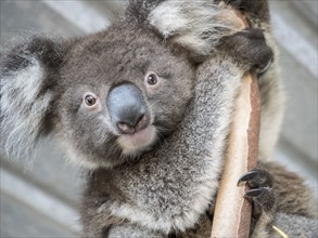 Portrait of koala (Phascolarctos cinereus) on branch