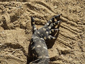 Close-up of claws of goanna (Varanus varius) in sand