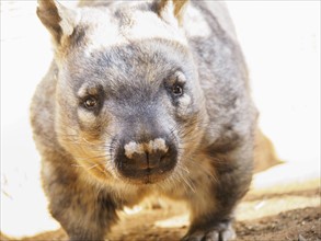 Portrait of wombat (Vombatus ursinus)