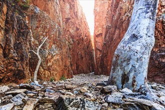 Australia, Outback, Northern Territory, Red Centre, West Macdonnel Ranges, Standley Chasm, Bare trees in rocky canyon