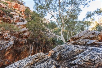 Australia, Outback, Northern Territory, Red Centre, West Macdonnel Ranges, Standley Chasm, trees in rocky mountains