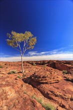 Australia, Outback, Northern Territory, Red Centre, West Macdonnel Ranges, Kings Canyon, Lonely tree in red rock desert
