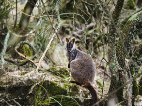 Australia, New South Wales, Jenolan Caves, Brush-tailed rock-wallaby (Petrogale penicillata) sitting on rock among branches