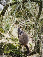 Australia, New South Wales, Jenolan Caves, Brush-tailed rock-wallaby (Petrogale penicillata) sitting on rock among branches