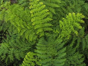 Close-up view of fern