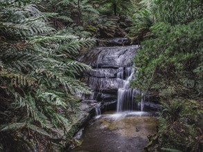 Australia, New South Wales, Blue Mountains National Park, Leura Cascades, Waterfall in forest