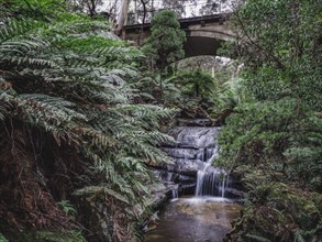 Australia, New South Wales, Blue Mountains National Park, Leura Cascades, Bridge over waterfall in forest