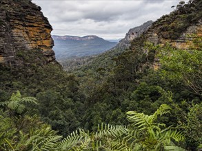 Australia, New South Wales, Blue Mountains National Park, Jamison Valley, Forest covered valley in rocky mountains