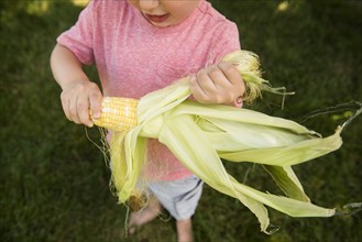 Boy (4-5) peeling corn cob
