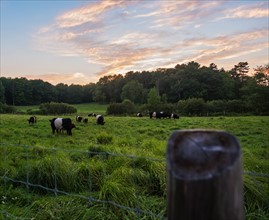 USA, Maine, Rockport, Cows grazing in pasture at sunset