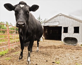 USA, Maine, Knox, Cow standing beside barn