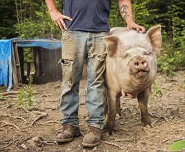 USA, Maine, Knox, Farmer stroking pig
