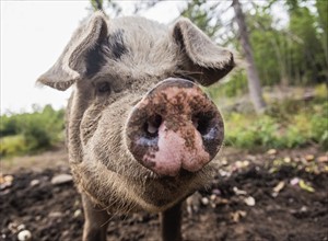 USA, Maine, Knox, Close-up view of pig looking at camera