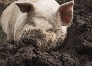 USA, Maine, Knox, Pig lying in mud