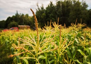 USA, Maine, Knox, Corn growing in field