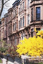 USA, New York State, New York City, Brooklyn, Facade of townhouses and yellow tree in bloom