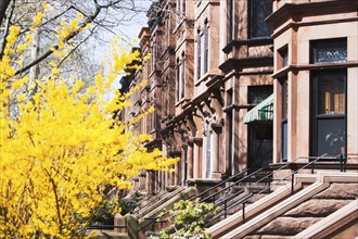 USA, New York State, New York City, Brooklyn, Facade of townhouse and yellow tree in bloom