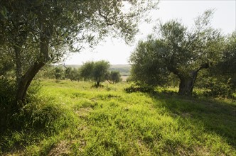 Italy, Tuscany, Pienza, Olive tree in field