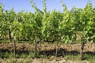 Italy, Montepulciano, Grape plants in vineyard