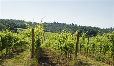 Italy, Montepulciano, Sunny day over vineyard