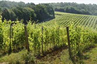 Italy, Montepulciano, Grape bushes in vineyard