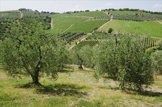 Italy, Tuscany, Pienza, Landscape with olive trees
