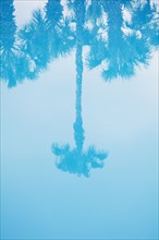Palm tree reflected in water