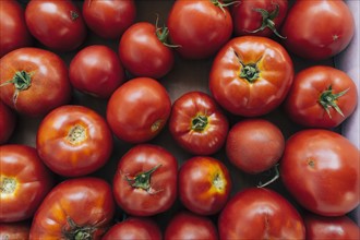 Abundance of tomatoes