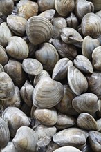 Freshly harvested clams