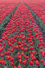 Netherlands, Field of red tulips