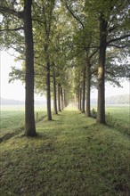 Netherlands, Green path with trees