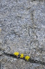 Yellow wildflowers growing in rock crevice in Mount Goliath Natural Area