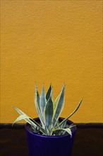 Aloe cactus in pot