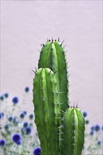 Cactus growing in garden