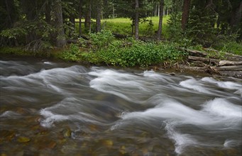 USA, Colorado, Ridgway, Fast flowing stream in Uncompahgre National Forest