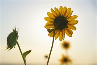 Common sunflowers in Roxborough State Park