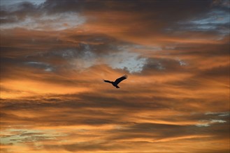 Silhouette of bird against colorful sky