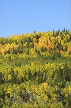 USA, Colorado, Kenosha Pass in fall