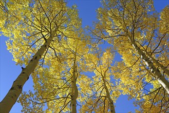 USA, Colorado, Trees at Kenosha Pass in fall